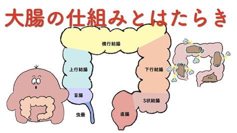 大腸 方向|大腸の位置を解剖図で解説！大腸の機能と働きについて